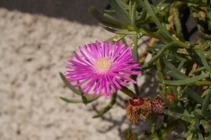 cache/Bildergalerien//Kanarische Inseln und Madeira/Pflanzen/Mittagsblume-Kriechende-2b_Lampranthus-spectabilis.jpg